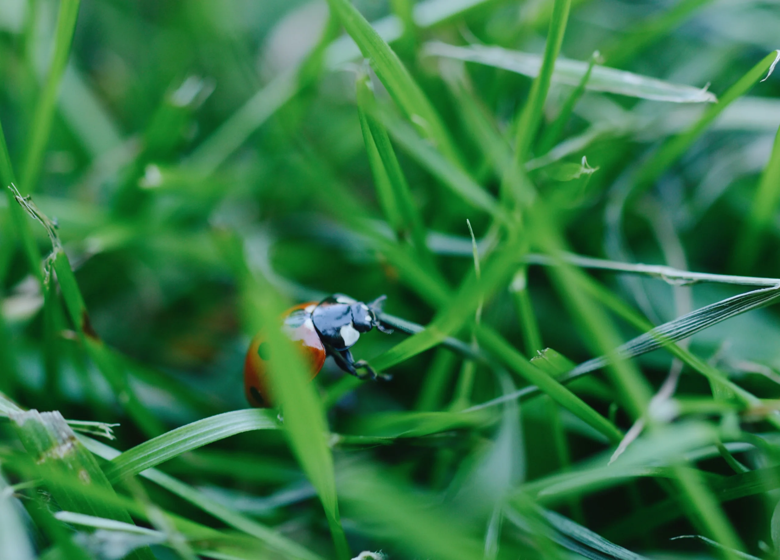 closeup-macro-of-a-ladybug-in-green-grass-2025-01-08-04-38-59-utc